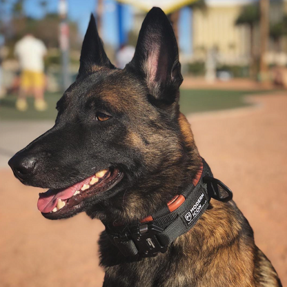 MODERN ICON: Leather Wrapped 2" Rigid K9 Collar